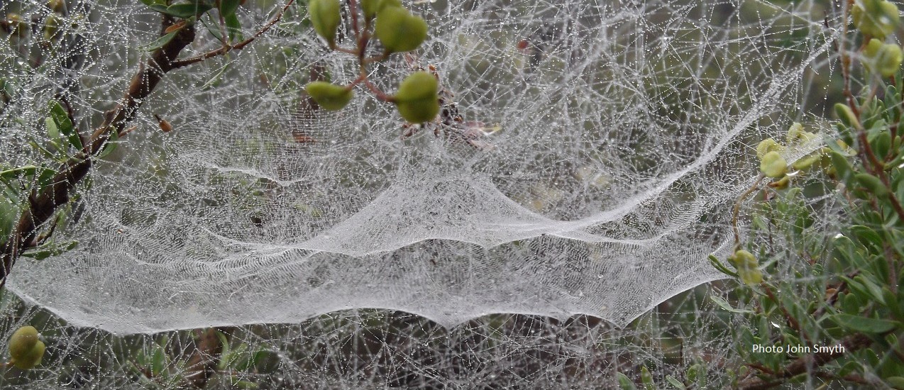 Spider webs-Tothills